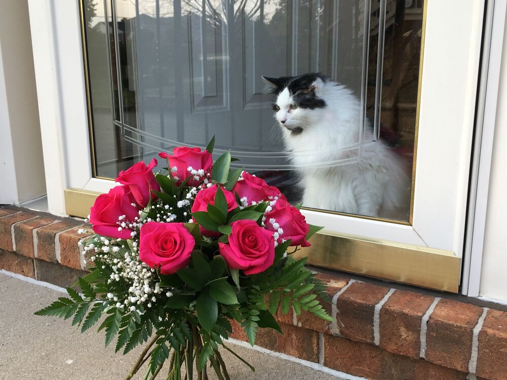 floralore tinley park florist cat kiki as close as she gets to flowers.JPG