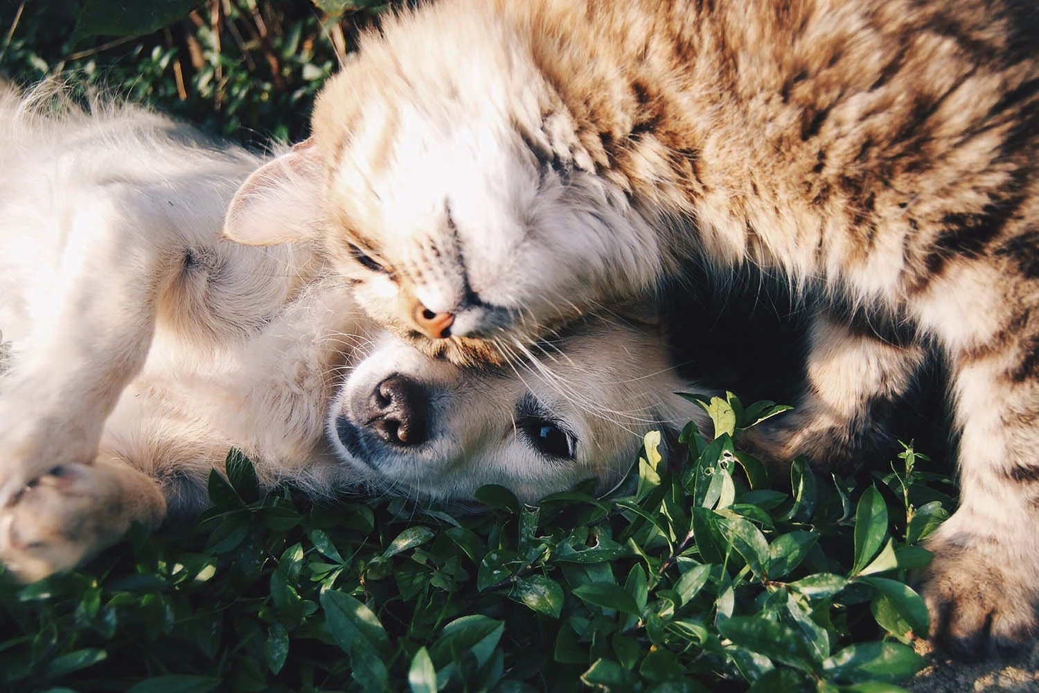 Tips for Your Veterinary Clinic's Website