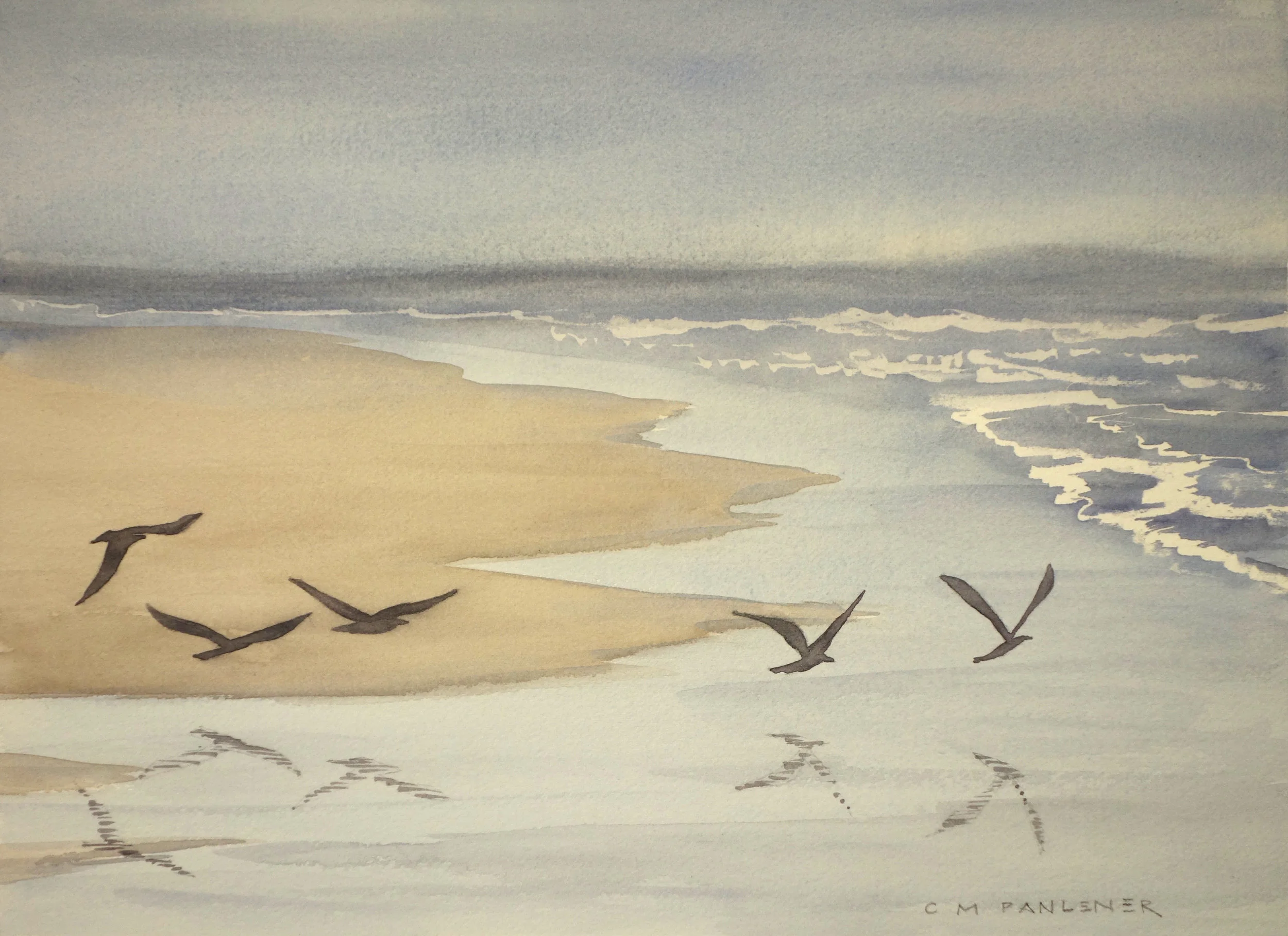 Oregon Gulls
