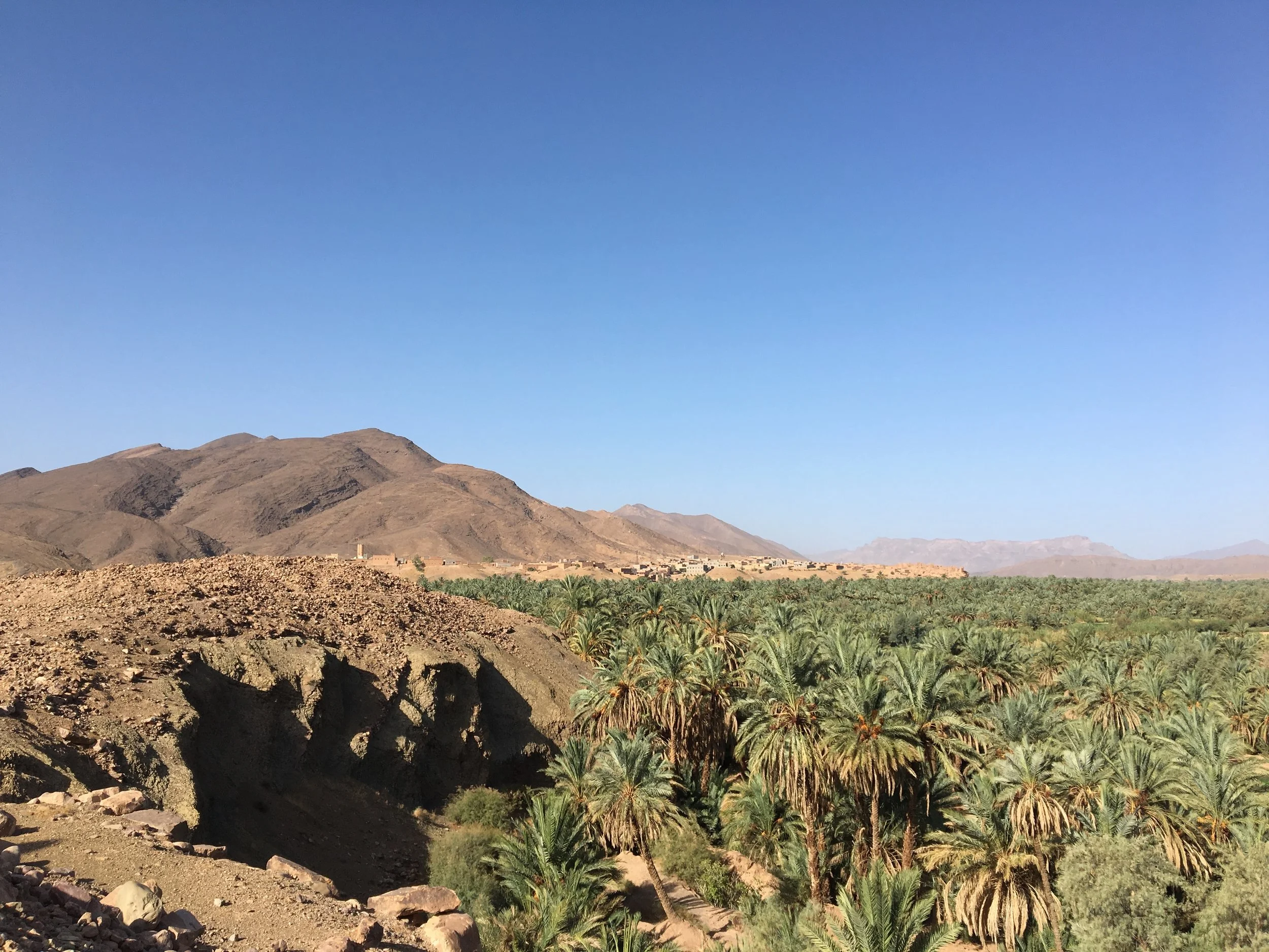 Sahara palms.jpg