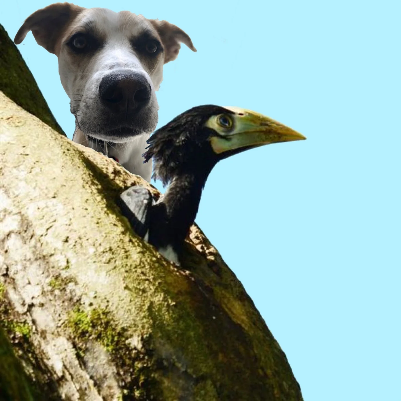25. Old dogs and new tricks