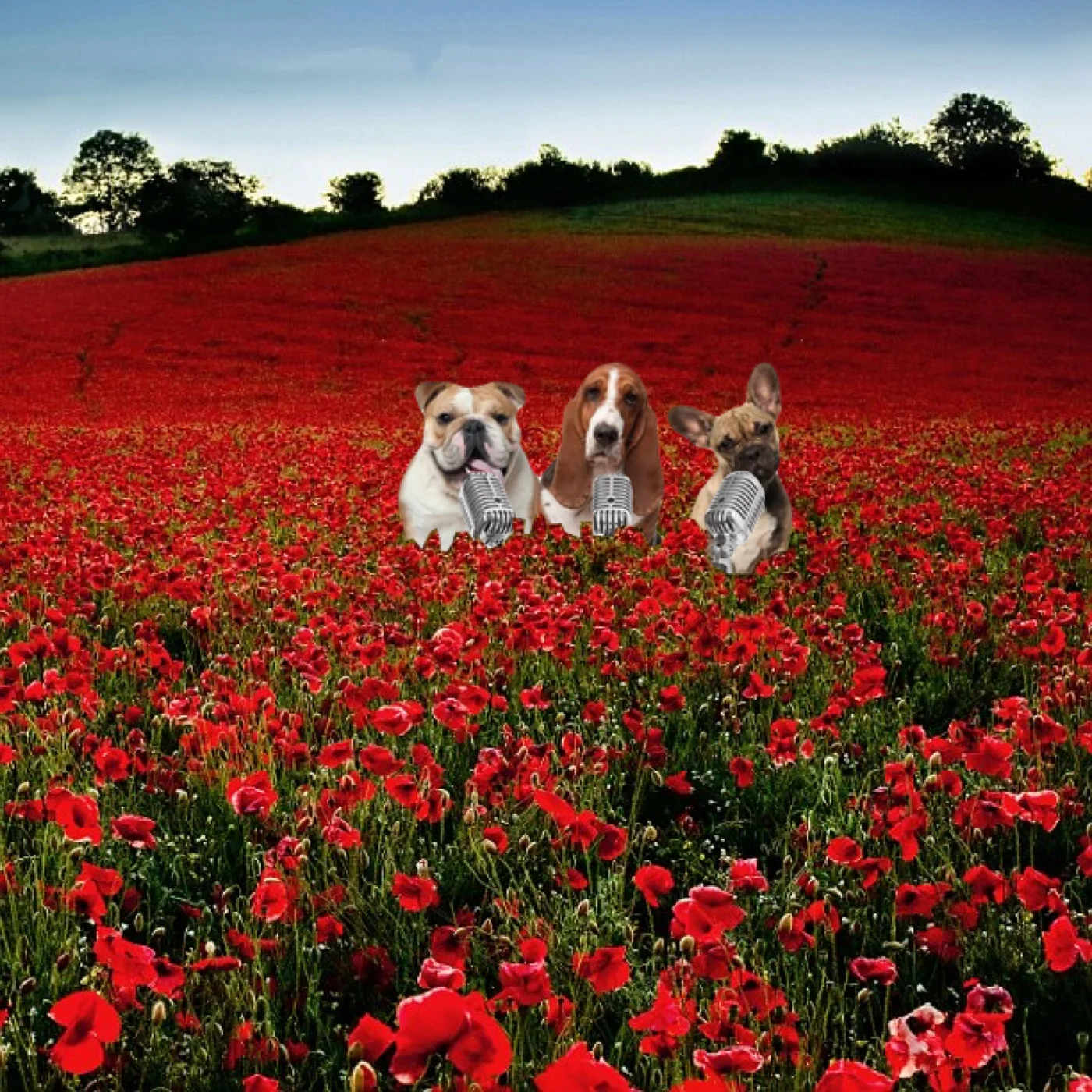 Shed Dogs in poppies.jpg