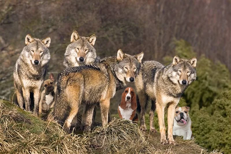 Four of these are not your friend