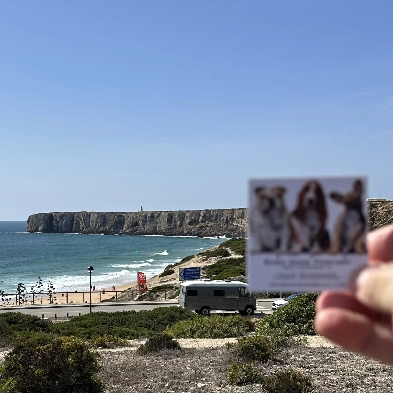 173. Dogs in Portugland