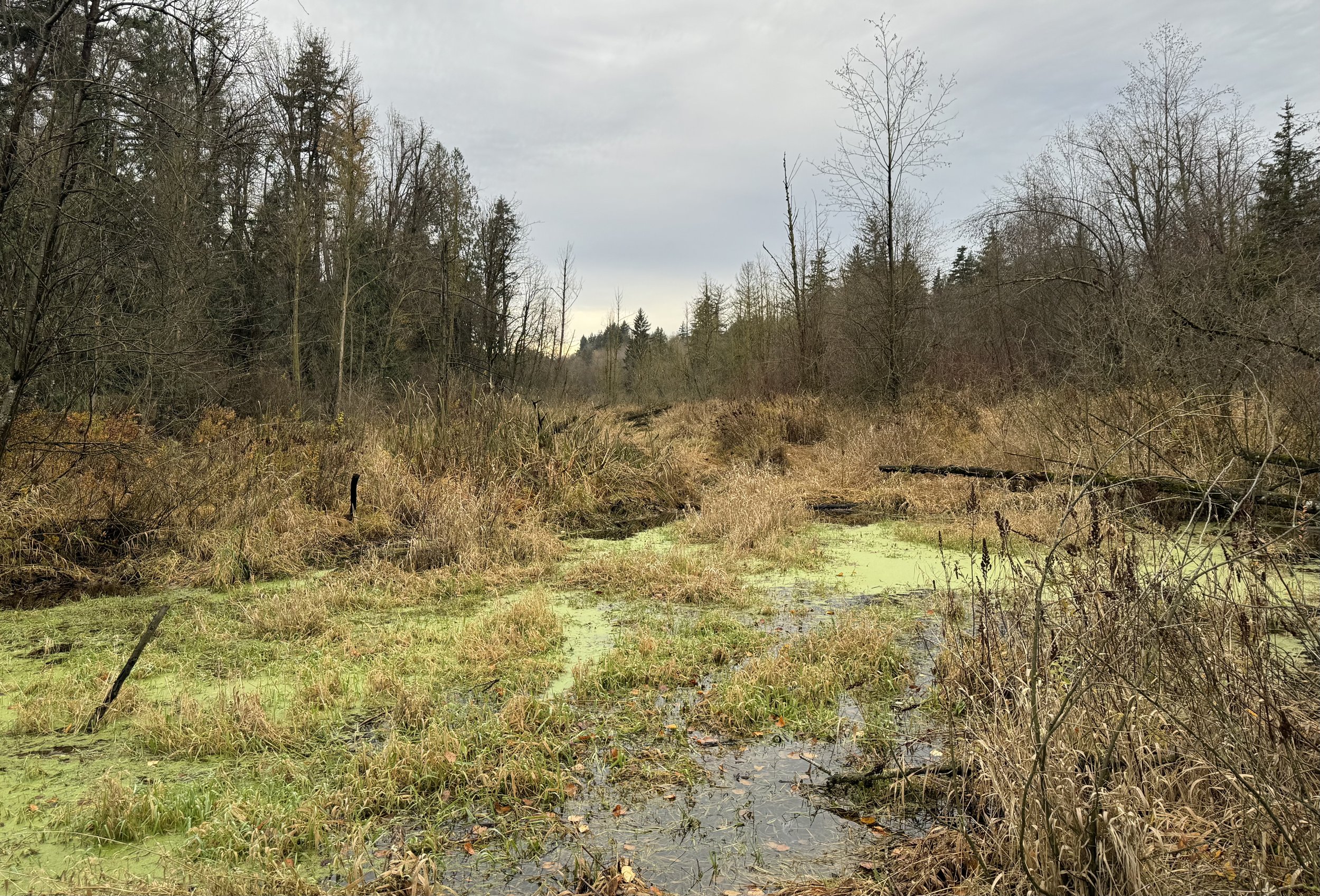 Beaver pond at Aldergrove Regional Park