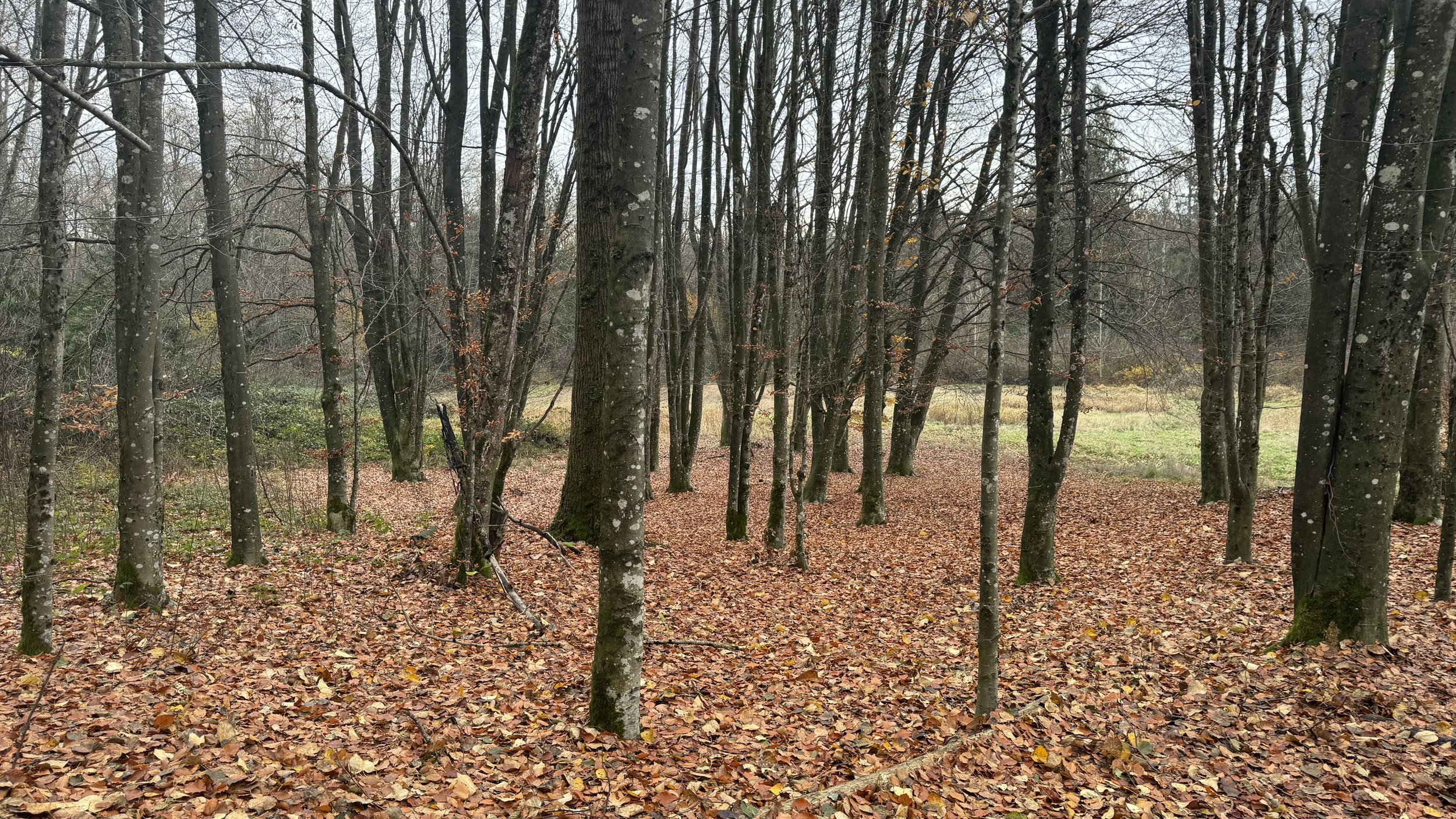 Autumn scene at Aldergrove Regional Park