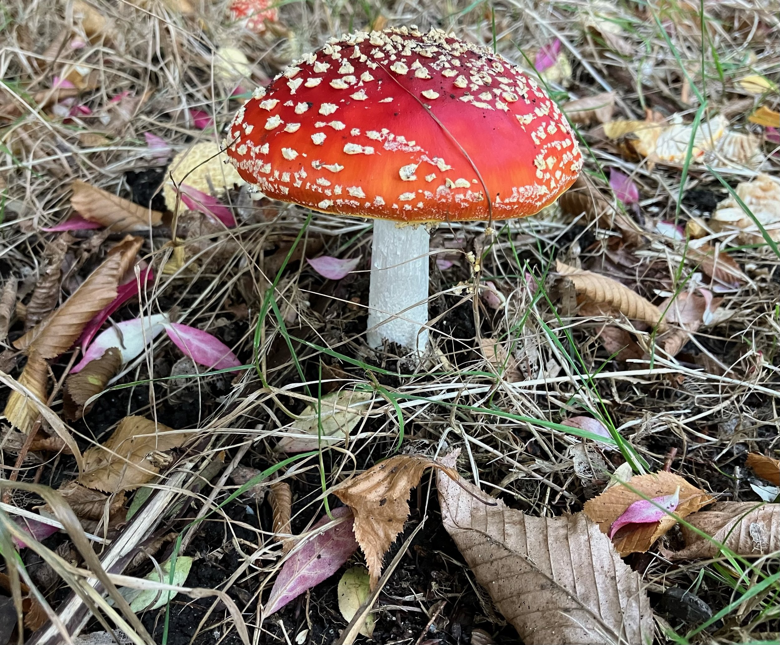 Photo KJ used for his amanita muscaria painting