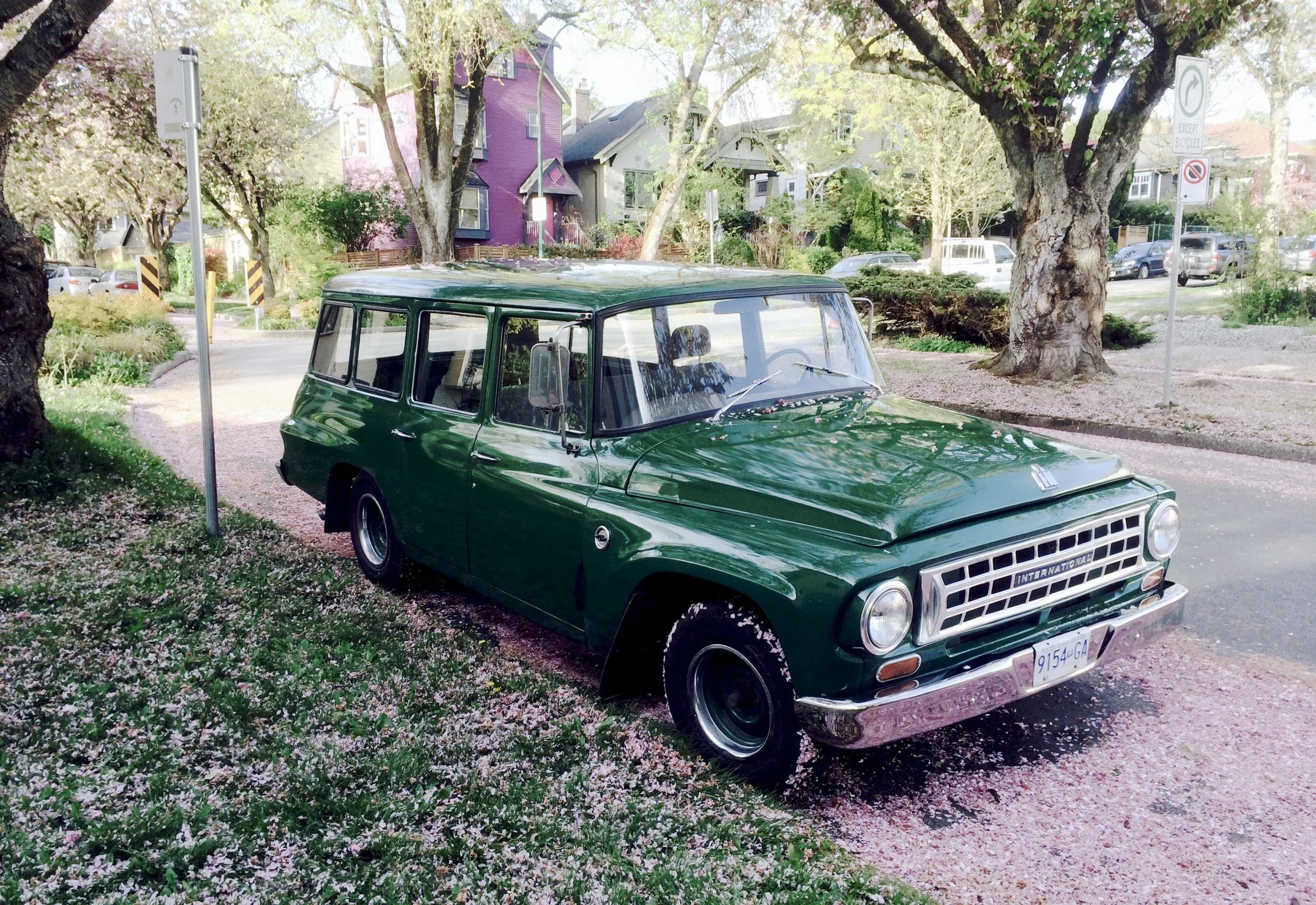 Cherry blossoms, spring 2025