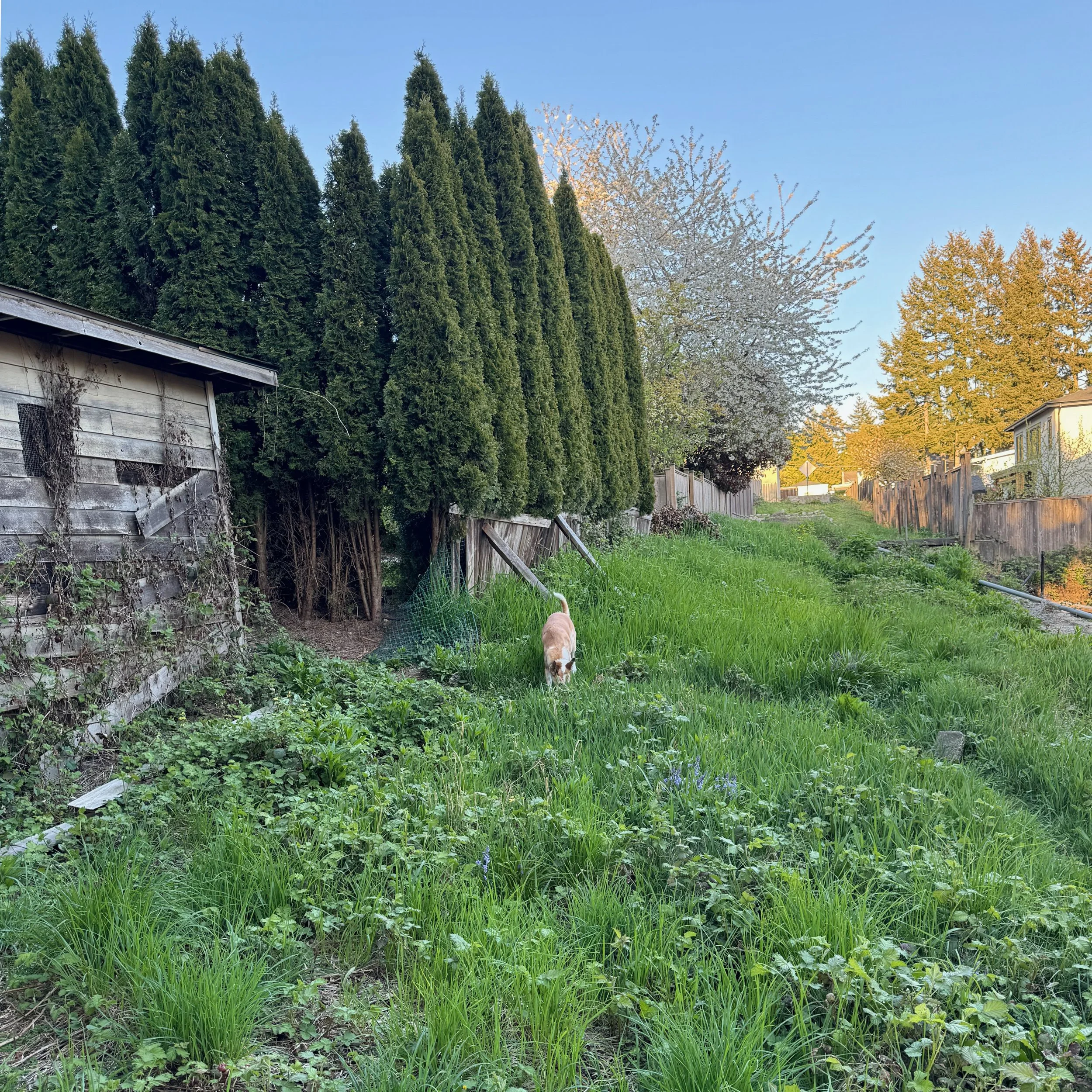 181. A dog's back alley