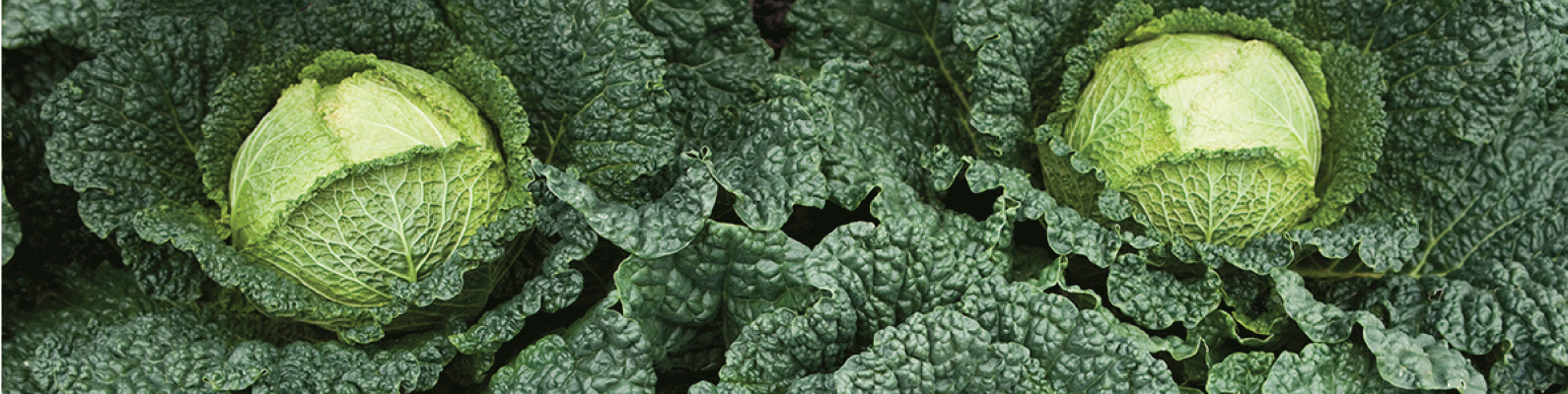 Cabbage-banner.png