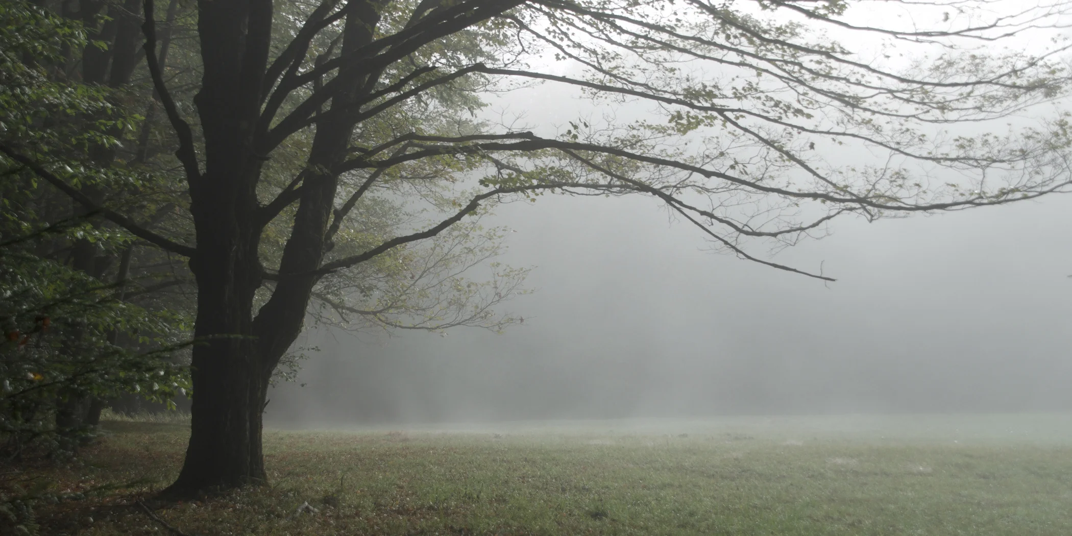 3.5x7 foggy field DSC_0088.jpg