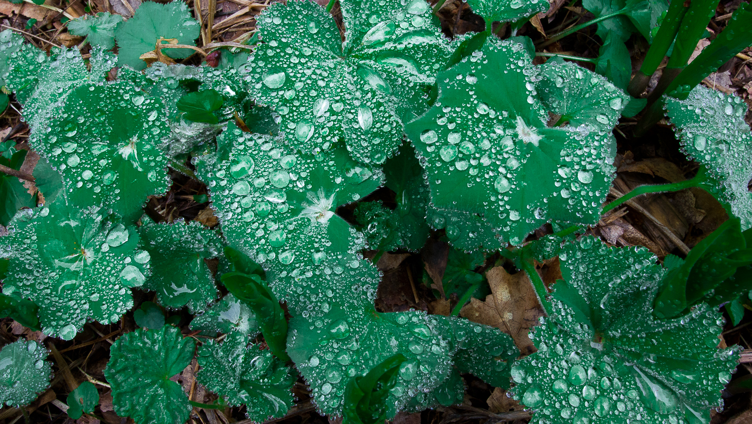 1500-Lady's-Mantle.jpg