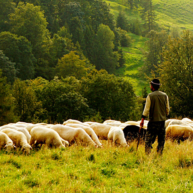 "The Good Shepherd" - John 10:11-18