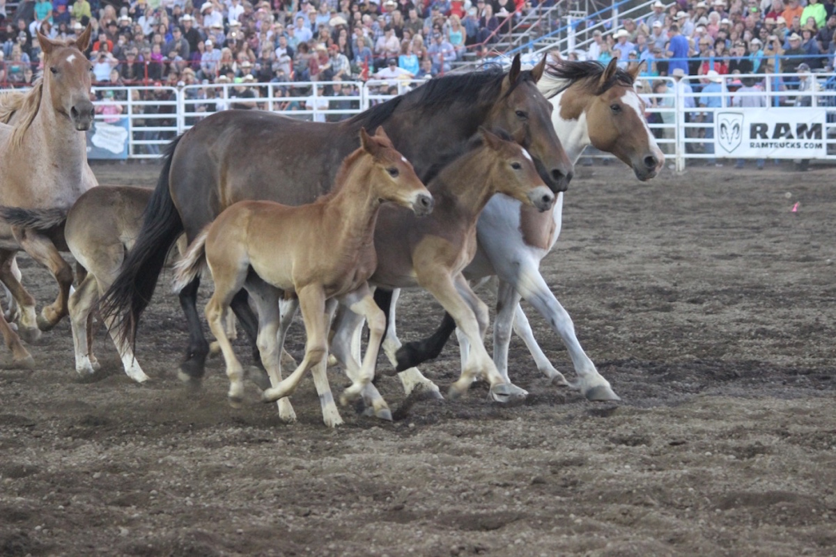 Rodeo Event copy.jpg
