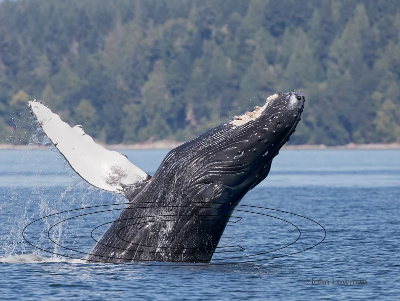 Humpback Flip — John Lowman