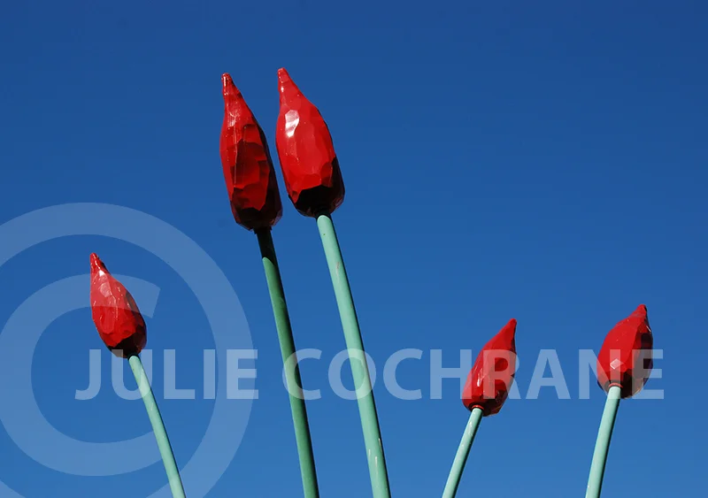 Tulip Art — Julie Cochrane
