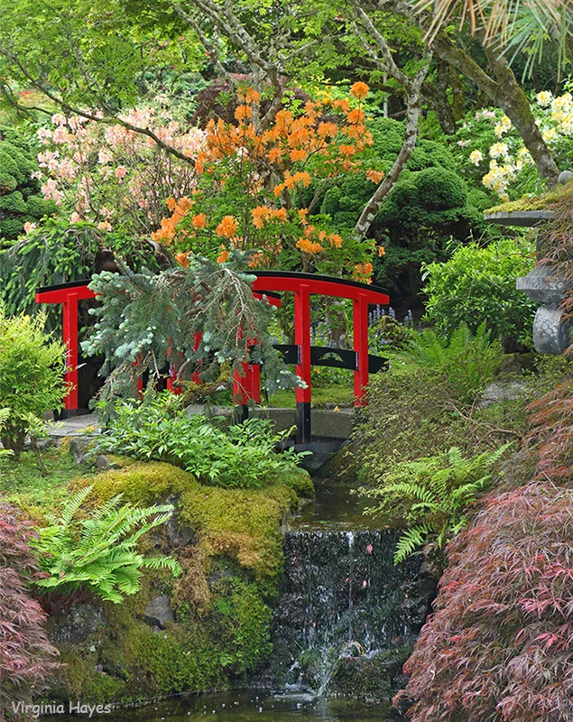 Red Bridge — Virginia Hayes