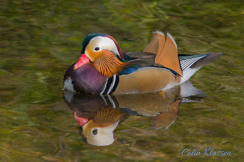 Mandarin Duck Looking Good — Colin Klassen