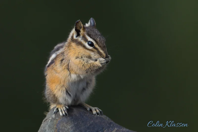 Snacking Chipmunk — Colin Klassen