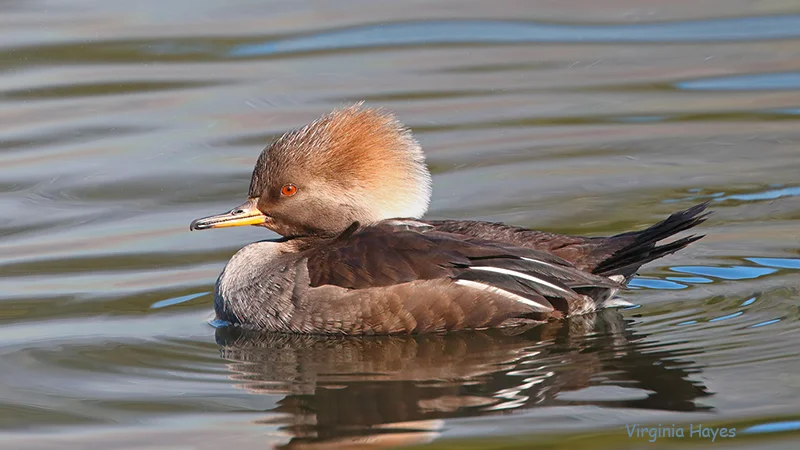 Female Hooded Merganser — Virginia Hayes