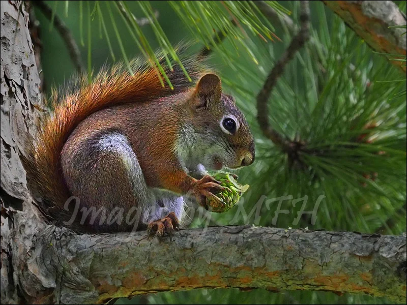 Pine Cone for Lunch — Margaret Hyslop