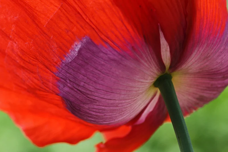 Delicate Tulip — Jane Hansell