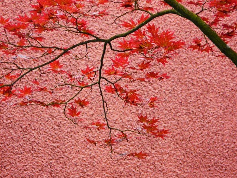 Japanese Maple — Jane Hansell