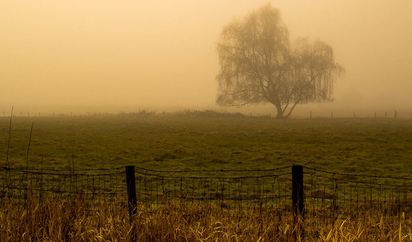Quiet Morning — Judith Kennedy