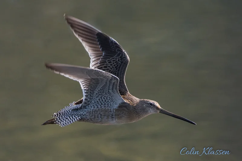 Dowitcher in Flight — Colin Klassen