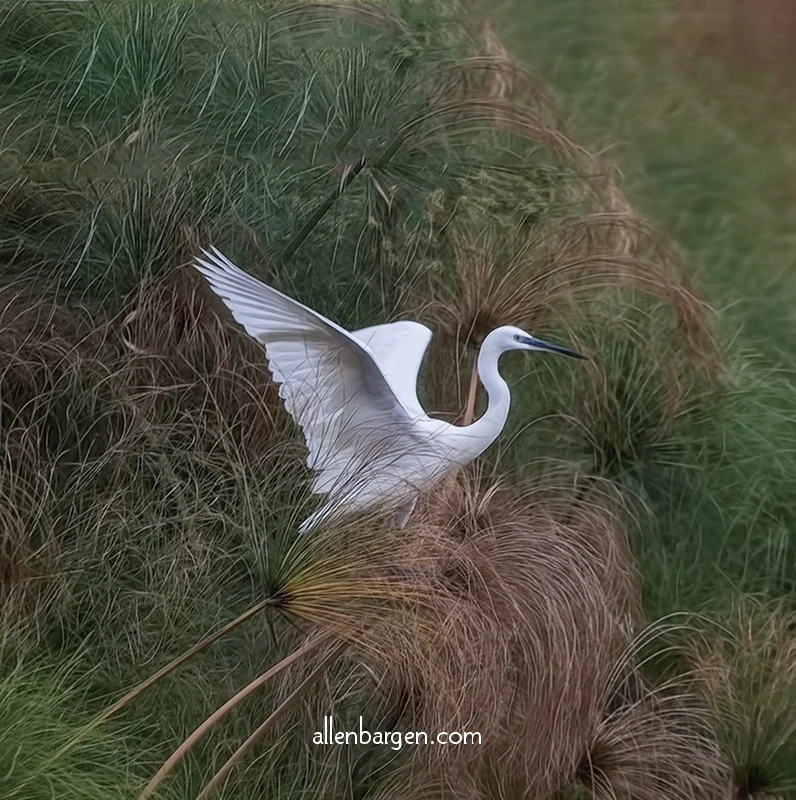 African White Egret — Allen Bargen