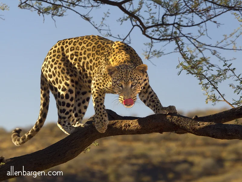 Hungry Leopard — Allen Bargen