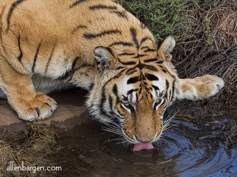 Tiger at water hole — Allen Bargen