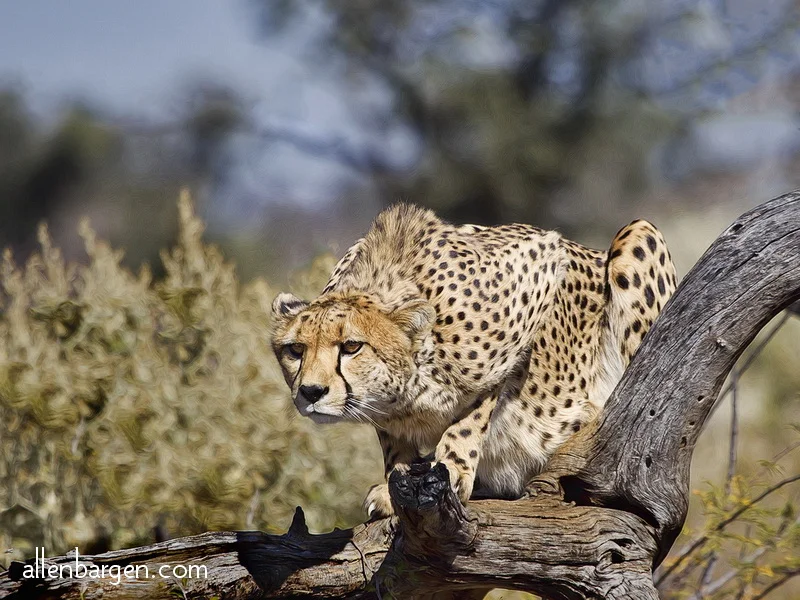 Cheetah on lookout tree — Allen Bargen