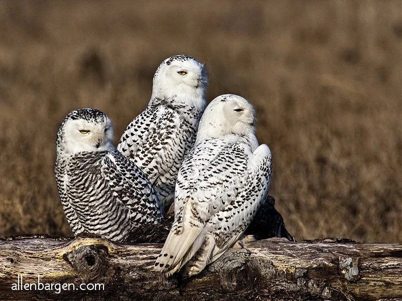 Snowy Owls — Allen Bargen