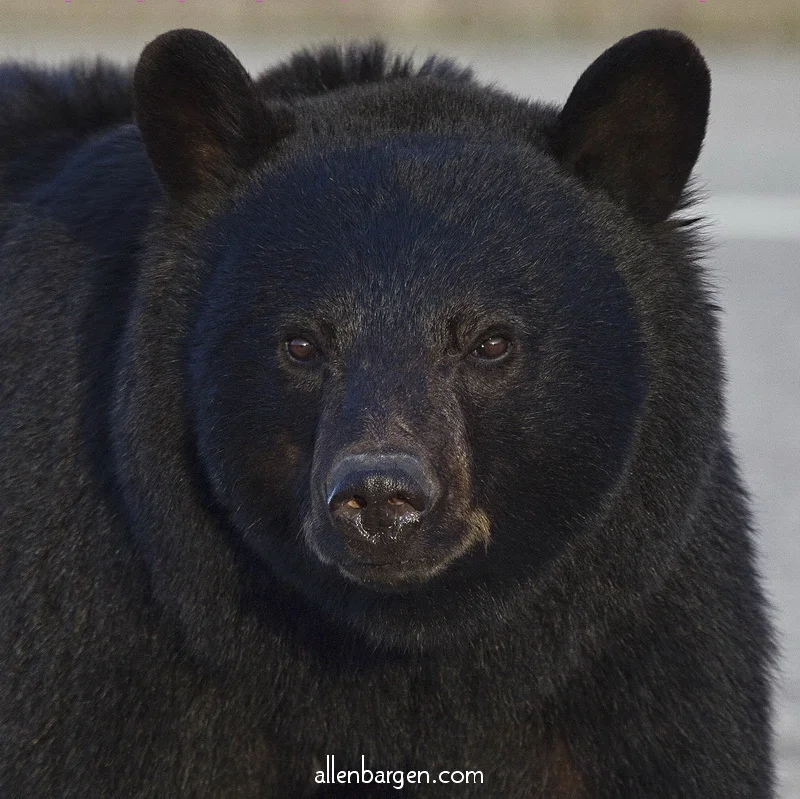 Black Bear, Jasper — Allen Bargen