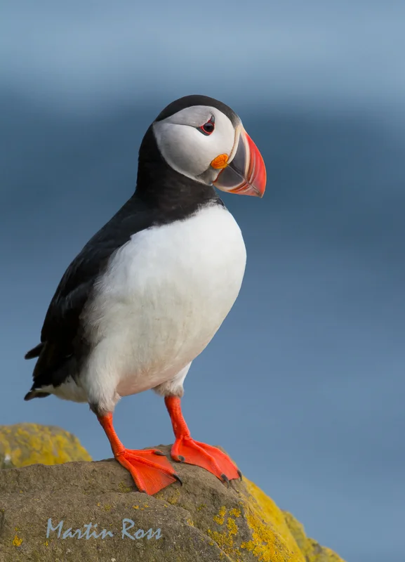 Atlantic Puffin — Martin Ross