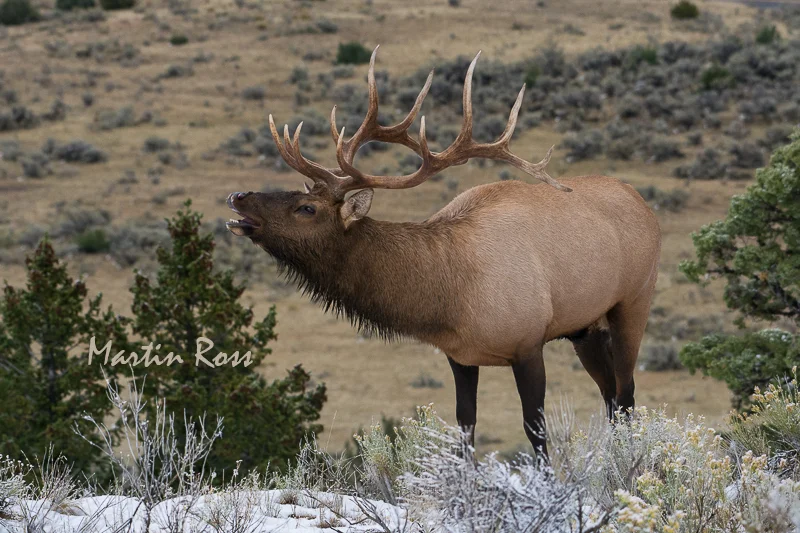 Elk Bugle — Martin Ross