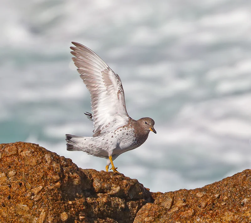 Ocean Faring Surf Bird — Virginia Hayes