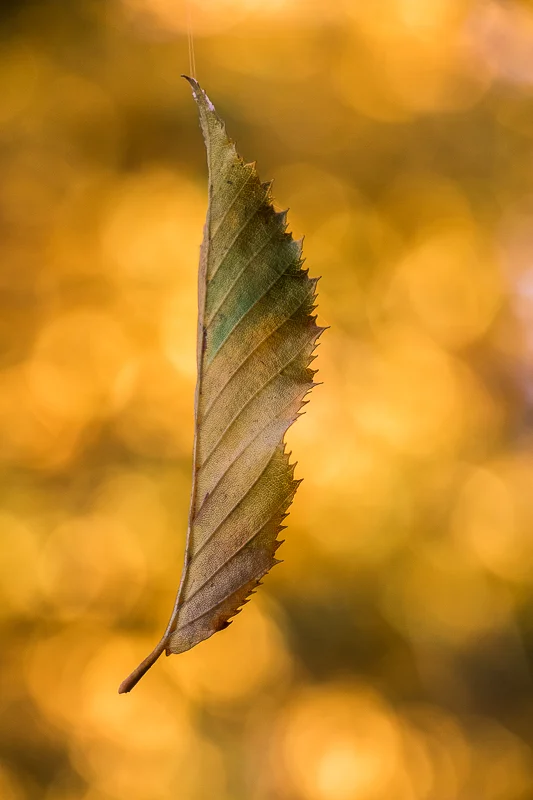 Hanging by a Web — Judith Kennedy