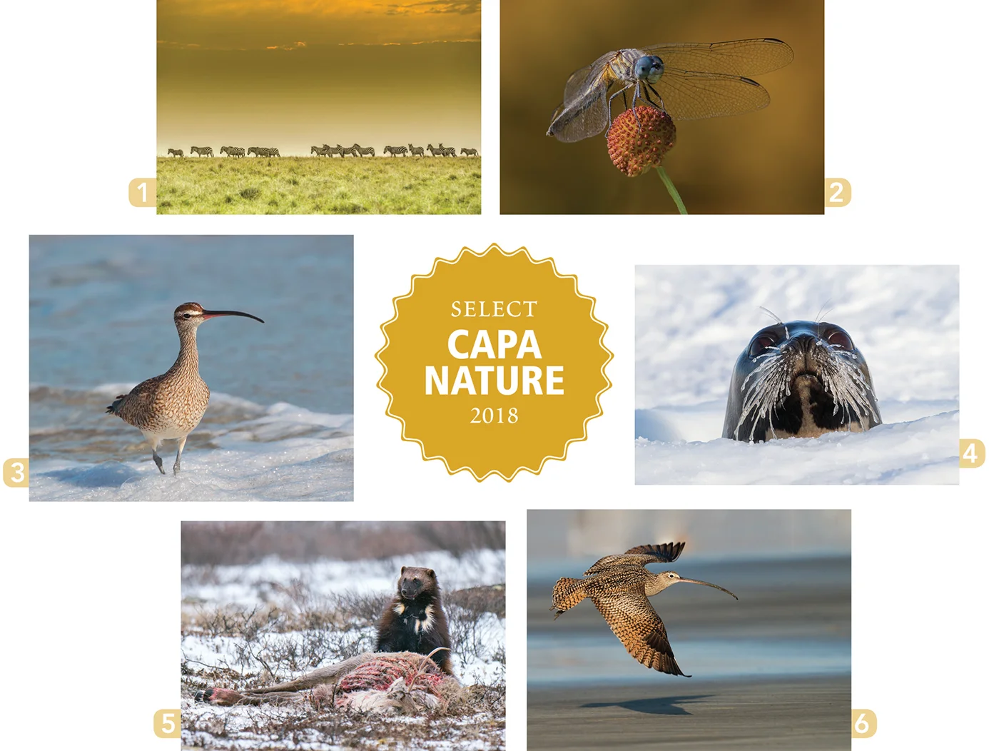 CapaNature-images-sm.jpg