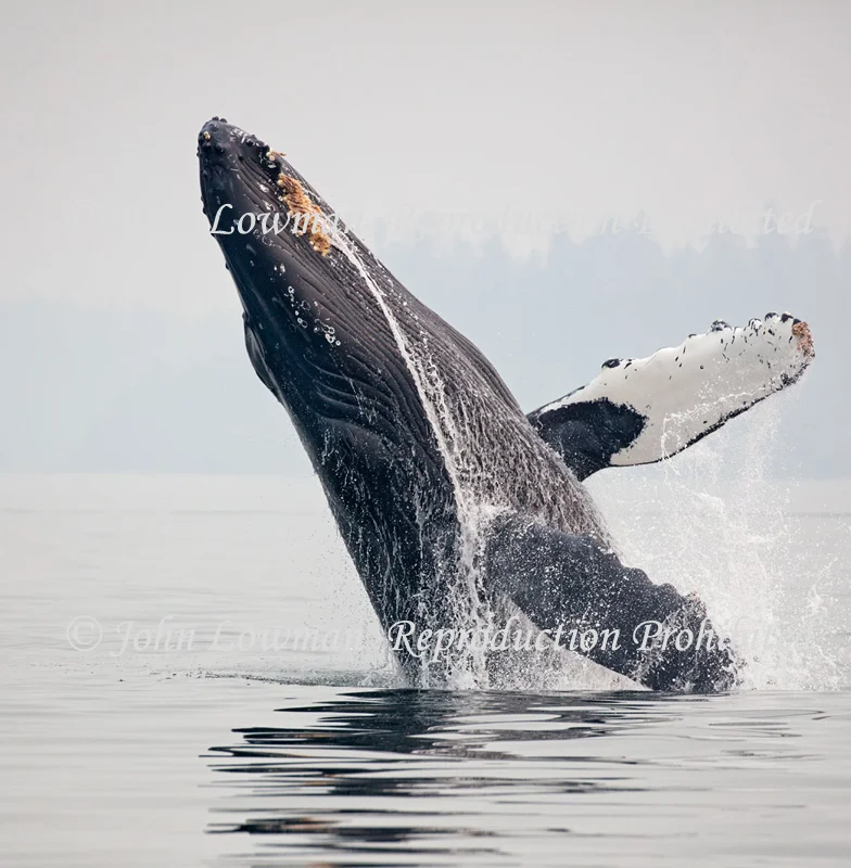 Breaching Humpback — John Lowman