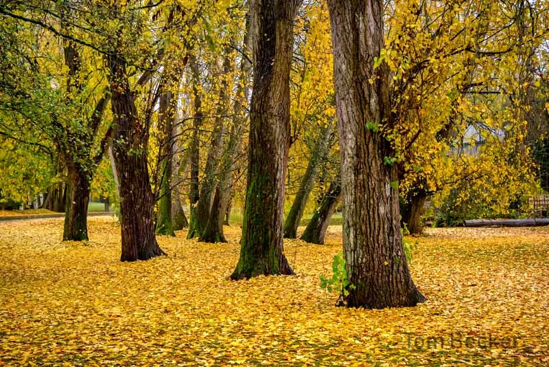 Nature's Golden Carpet — Tom Becker