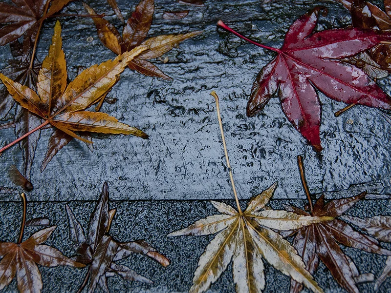 Leafy Rain — Julie Cochrane
