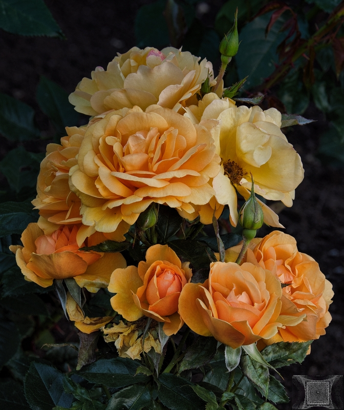 Display of Roses — Paul Bild