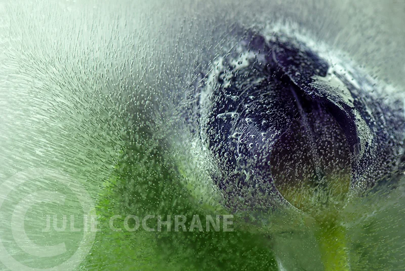 Iced Tulip — Julie Cochrane