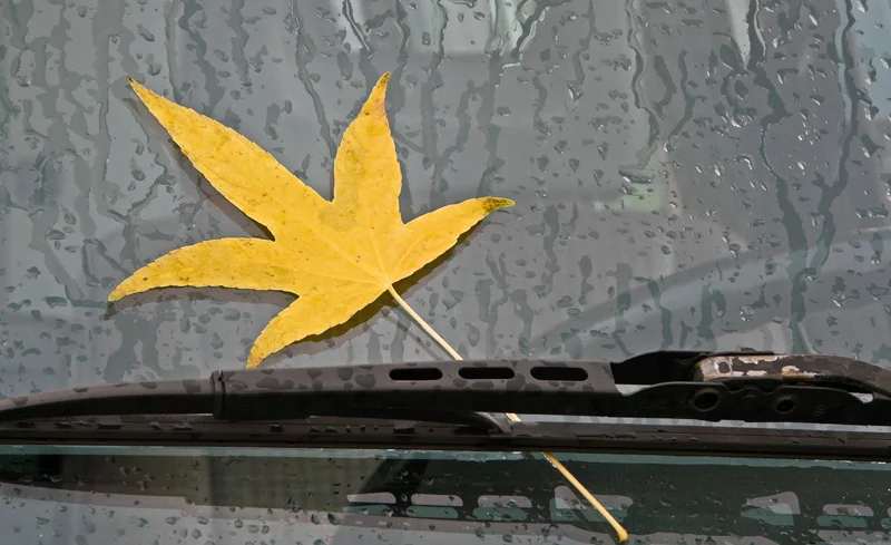 Rain on the GO — Jane Hansell