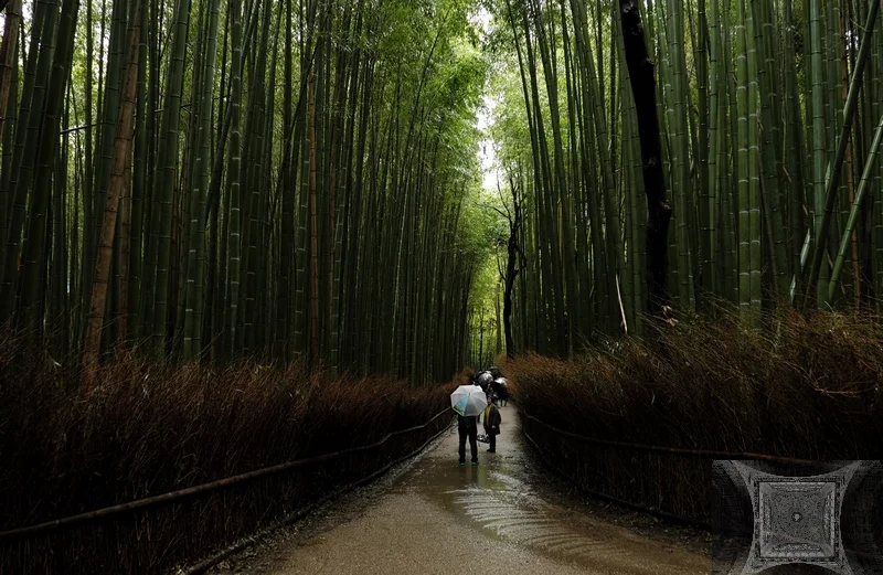 Bamboo Forest in the Rain — Paul Bild