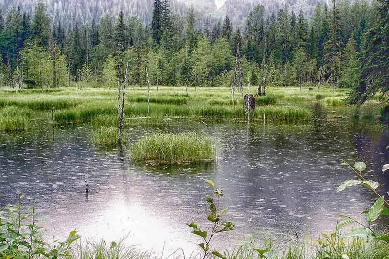 Rain in Marshlands — Tom Becker
