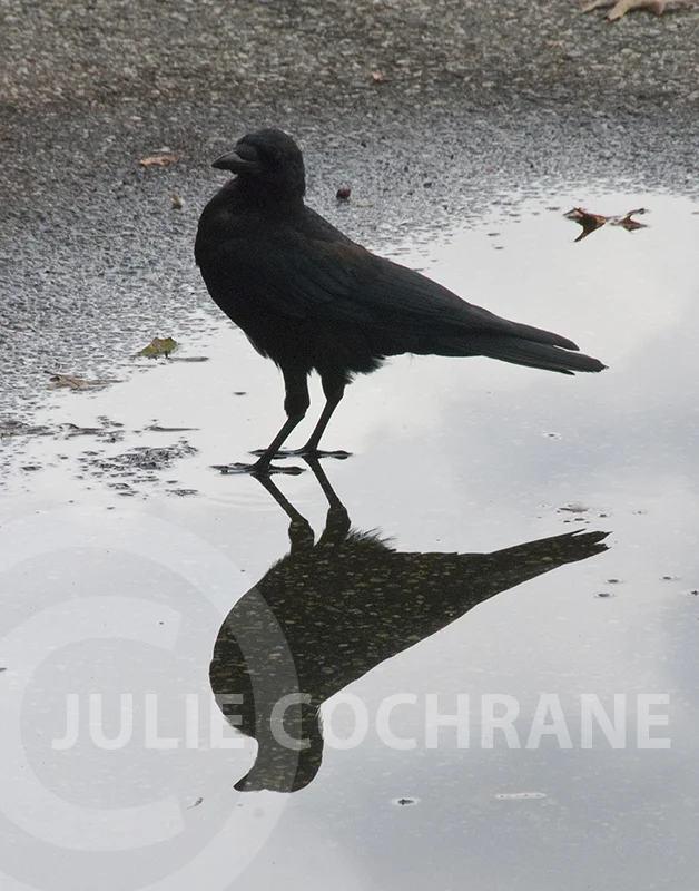 Crow Reflection — Julie Cochrane