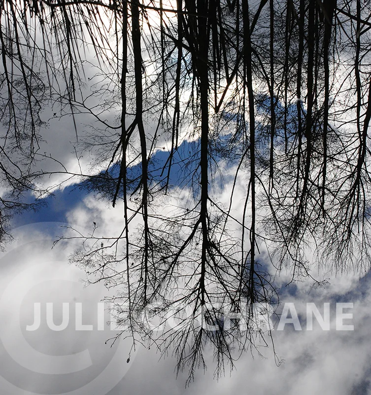 Tree Reflections 2 — Julie Cochrane